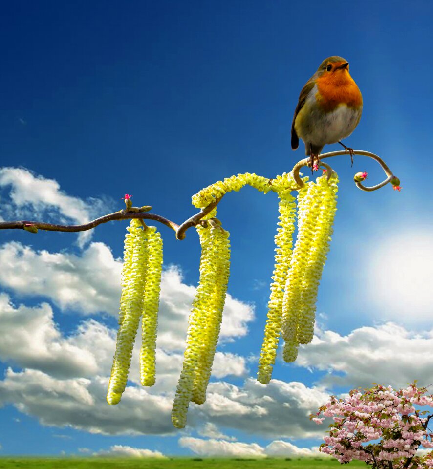Bloom robin hazelnut