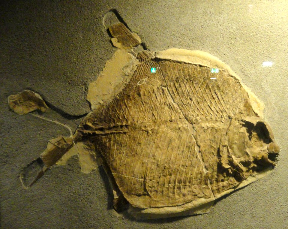 Gyrodus circularis - Naturmuseum Senckenberg - DSC02233