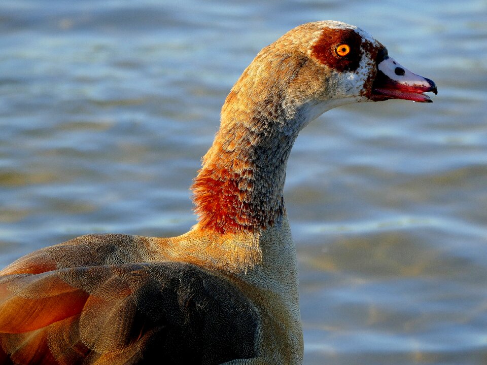 Animal feather poultry