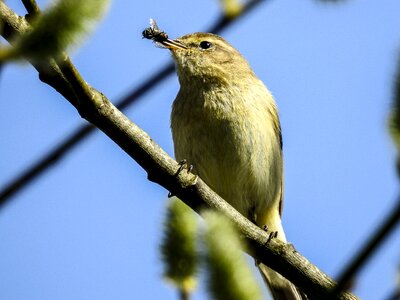 Garden bird nature animal