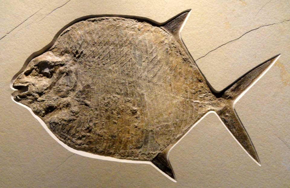 Gyrodus circularis, Late Late Jurassic, Tithonian Age, Solnhofen Lithographic Limestone, Solnhofen, Bavaria, Germany - Houston Museum of Natural Science - DSC01854