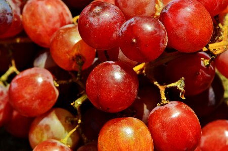 Ripe grapes nature healthy