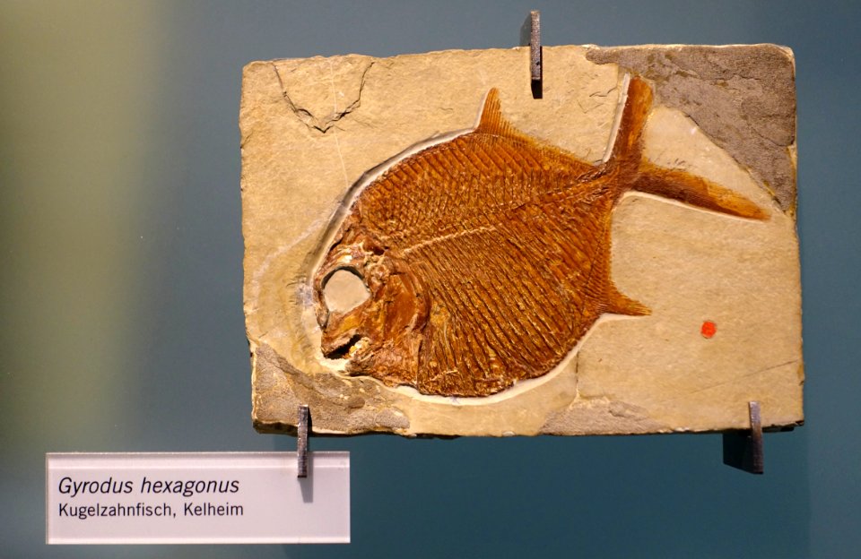 Gyrodus hexagonus - Museum fur Naturkunde, Berlin - DSC09974