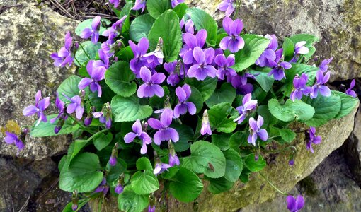 Garden stone garden smell