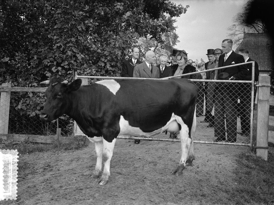 H. M. de Koningin bezoekt Leeuwarden, Bestanddeelnr 905-3267