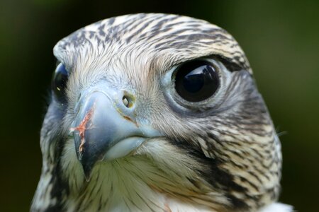 Raptor bird bird of prey photo