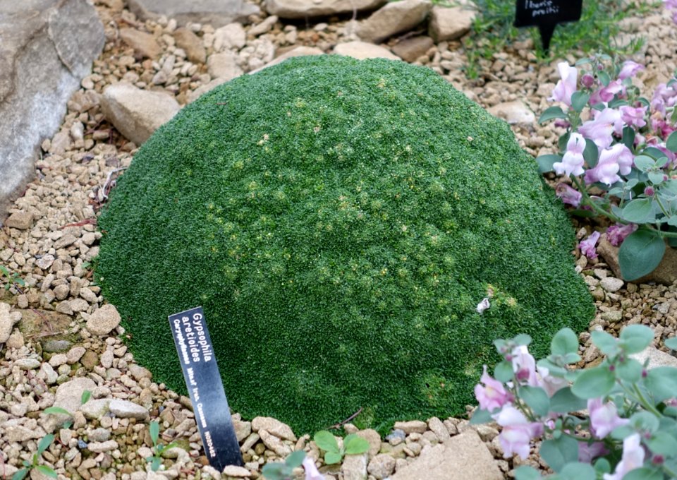 Gypsophila aretioides - RHS Garden Harlow Carr - North Yorkshire, England - DSC01533
