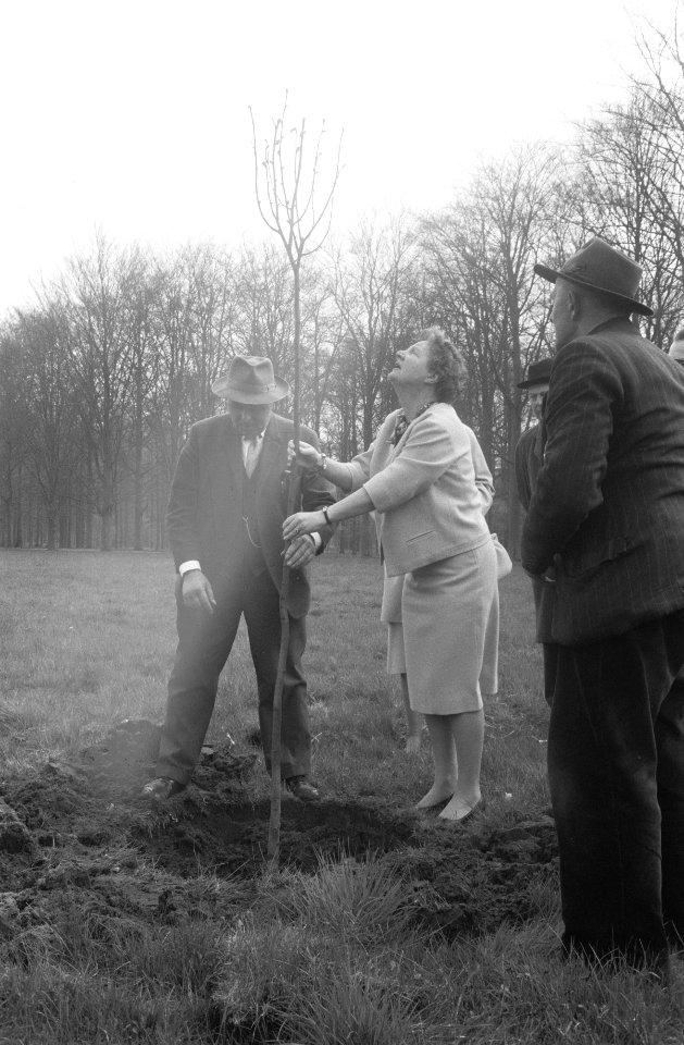 H. M. de Koningin plant stek van een lindeboom in de tuin van het Paleis Soestdi, Bestanddeelnr 912-3465