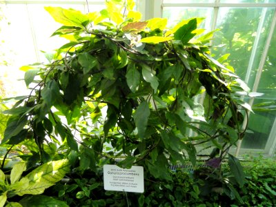 Gynura procumbens - Botanical Garden in Kaisaniemi, Helsinki - DSC03650