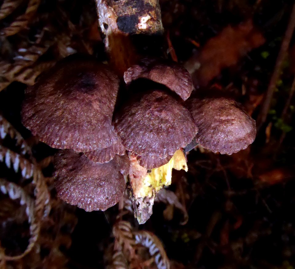 Gymnopus ceraceicola1 by Peter de Lange