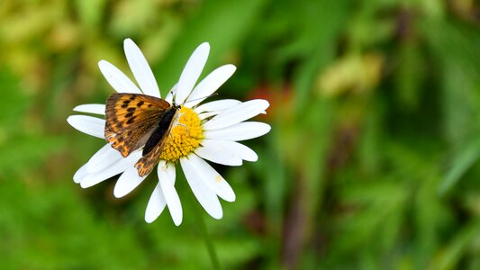 Insect flower nature