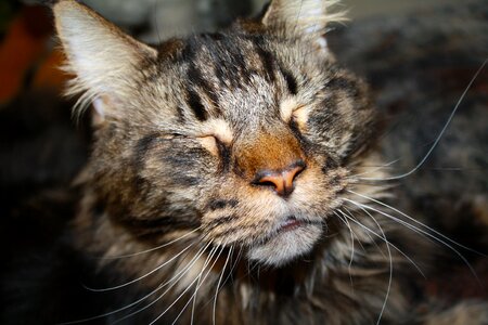Pet cat face maine coon photo