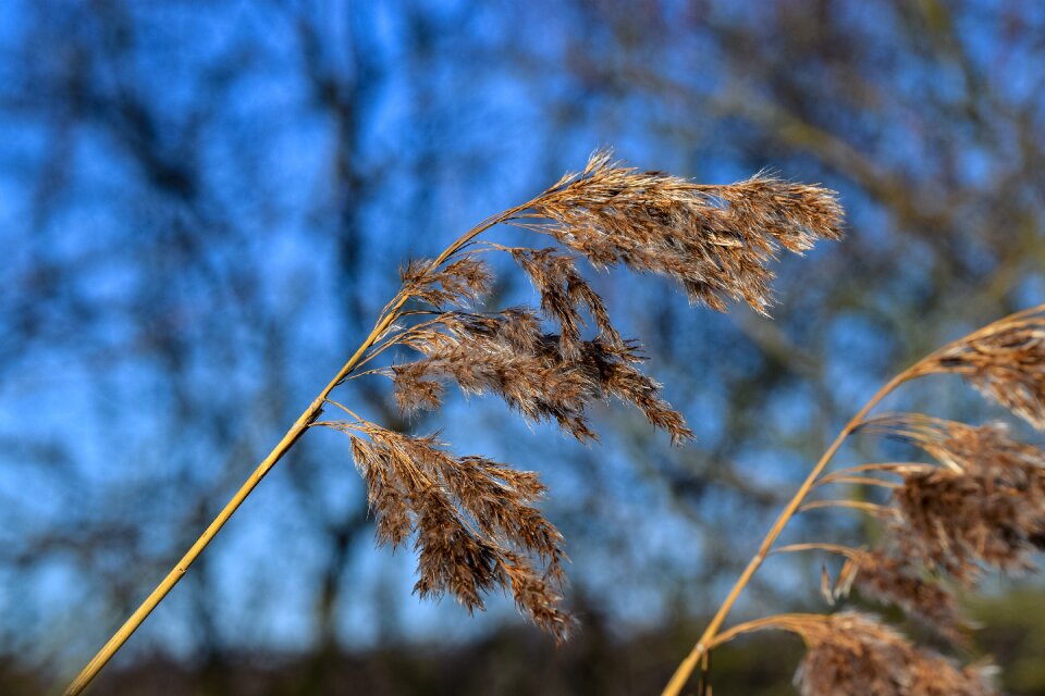 Reed seed position blue
