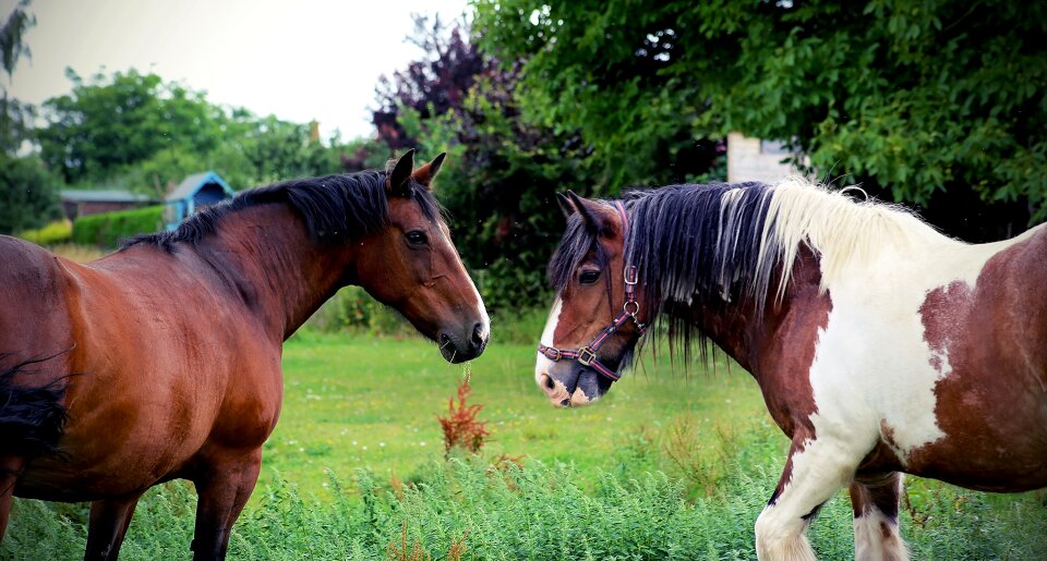 Animal mare brown photo