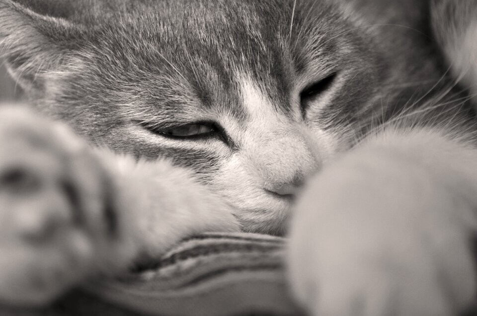 Portrait of cat animal kitten