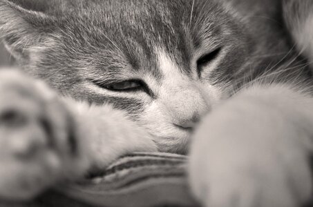Portrait of cat animal kitten photo