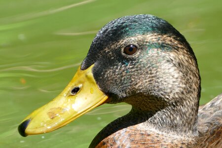 Water bird swim duck bird