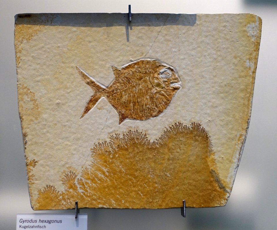 Gyrodus hexagonus - Museum fur Naturkunde, Berlin - DSC00020