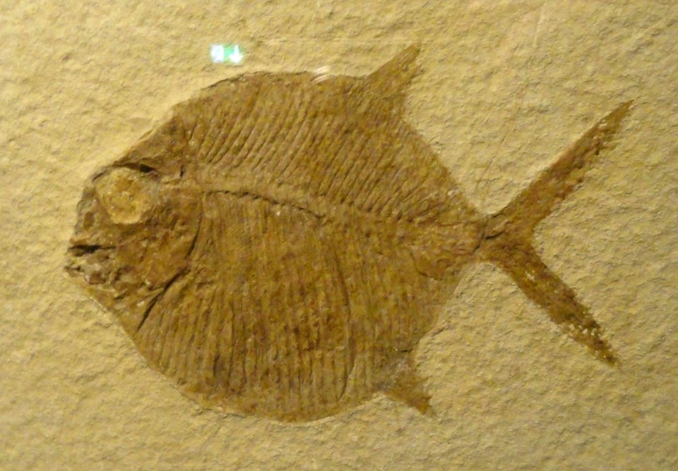 Gyrodus macrophthalmus - Naturmuseum Senckenberg - DSC02234
