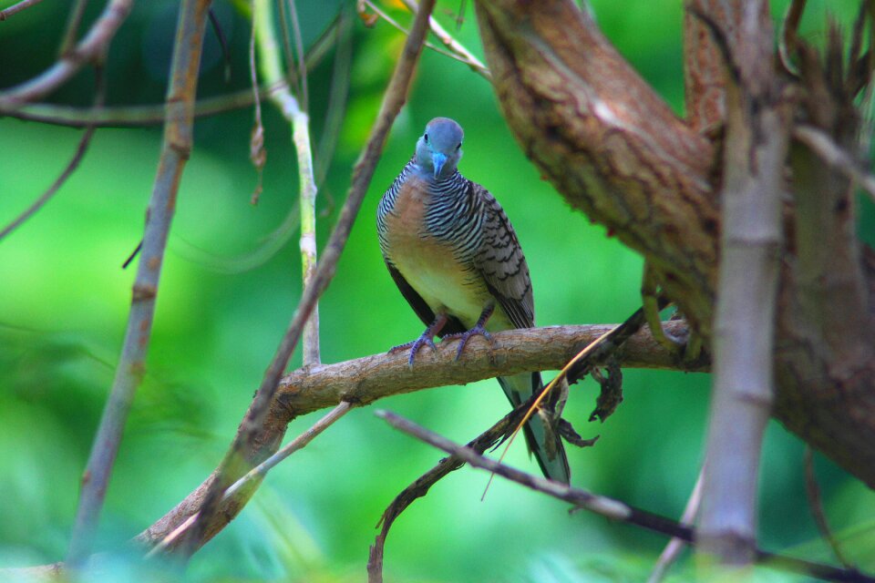 Birds animals nature