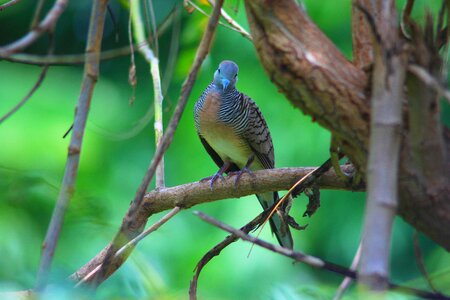 Birds animals nature