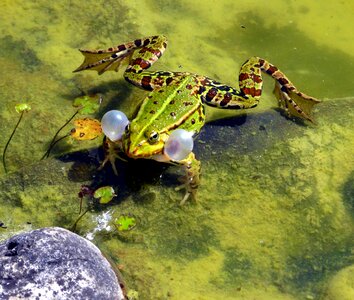 Spring croaking pond
