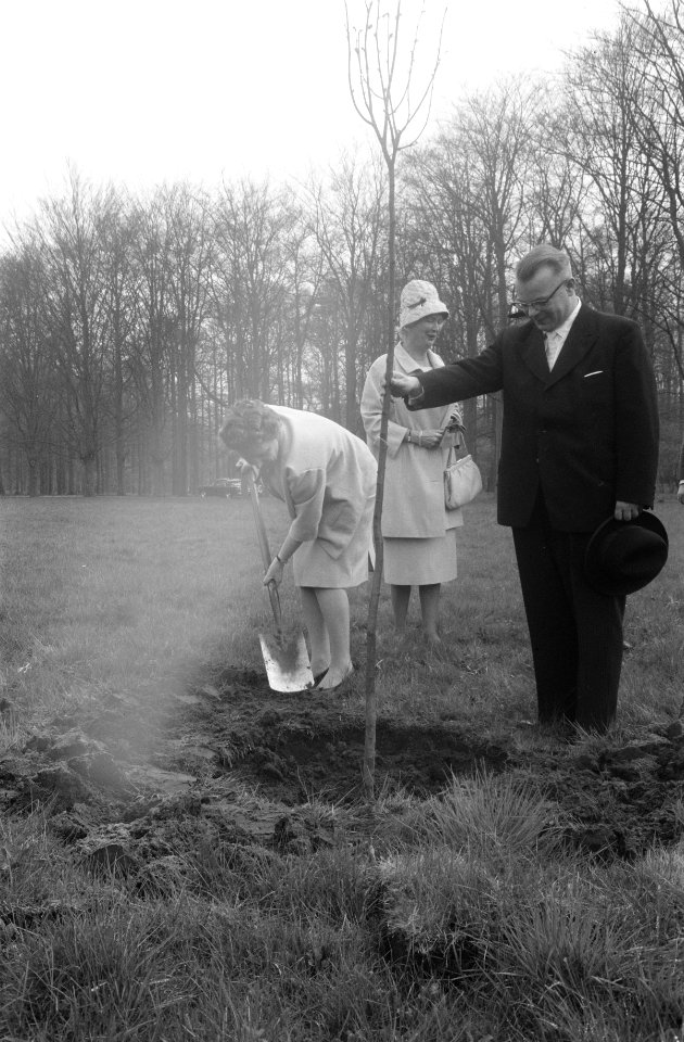 H. M. de Koningin plant stek van een lindeboom in de tuin van het Paleis Soestdi, Bestanddeelnr 912-3461