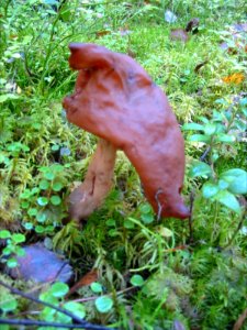 Gyromitra infula 115226829