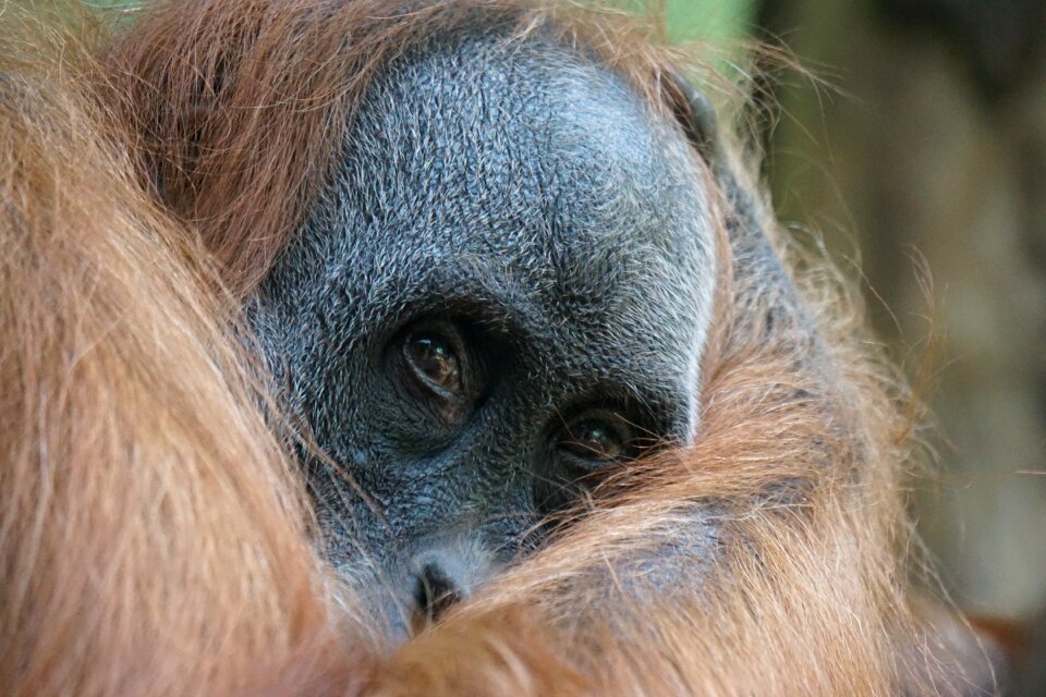 Old world monkey monkey portrait think
