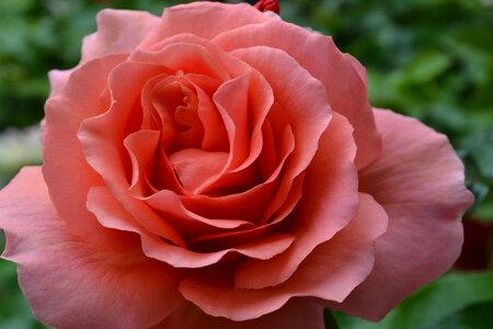 Red pink bloom photo