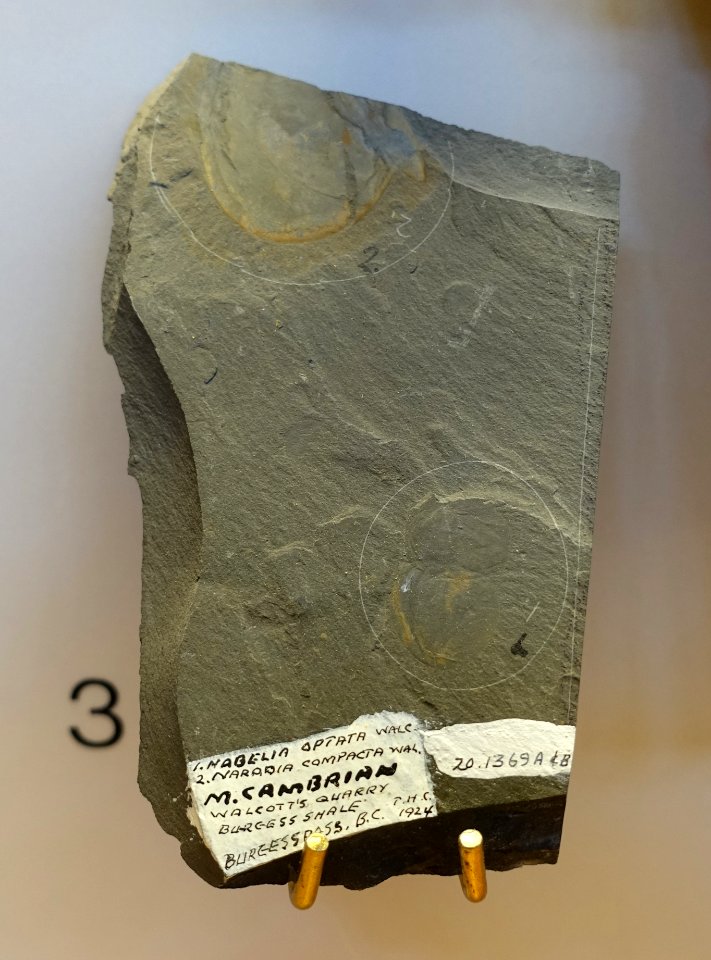 Habelia optata and Naraoia compacta, Walcott's Quarry, Burgess Shale, found by T. H. Clark, 1924 - Redpath Museum - McGill University - Montreal, Canada - DSC07928