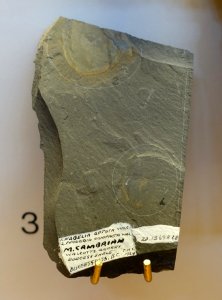Habelia optata and Naraoia compacta, Walcott's Quarry, Burgess Shale, found by T. H. Clark, 1924 - Redpath Museum - McGill University - Montreal, Canada - DSC07928