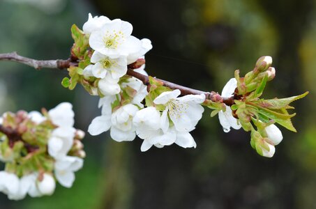 Twig fruit tree white flower