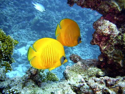Underwater world fish yellow