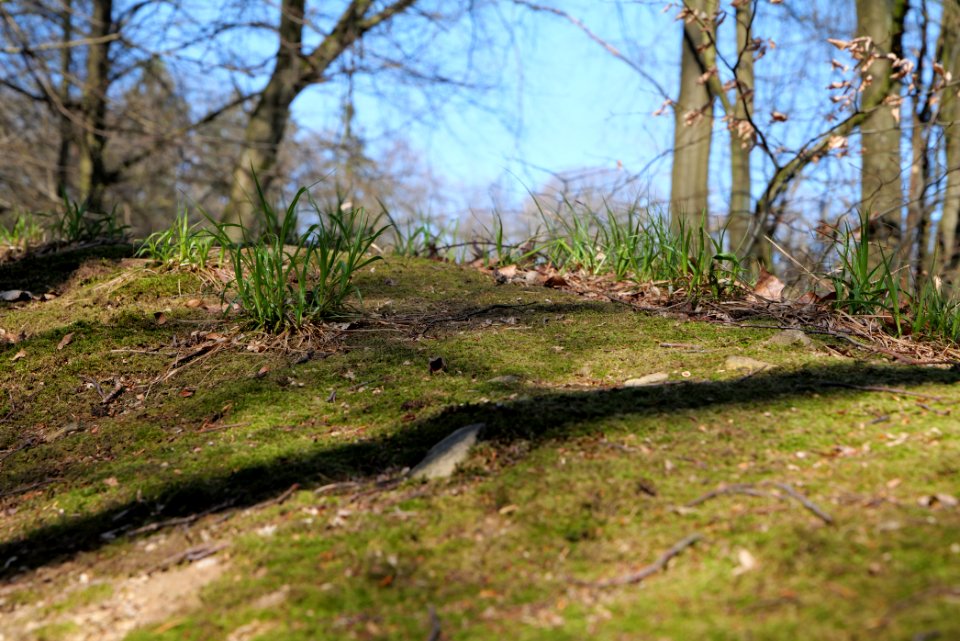 Hünerbergwiesen Oberursel 2020-03-25 25