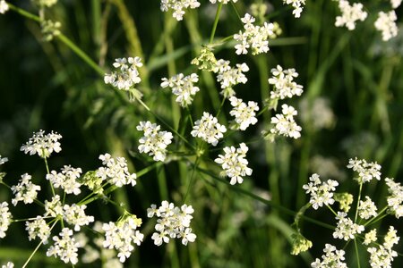 Ruderal vegetation beach denmark