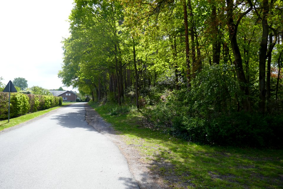 Hövelhof - Hasendorfdüne - 2
