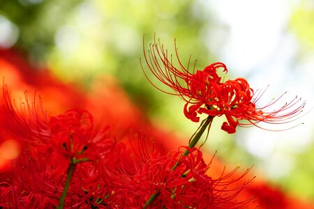 Spider lily red flowers higanbana photo