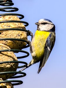 Songbird garden bird nature