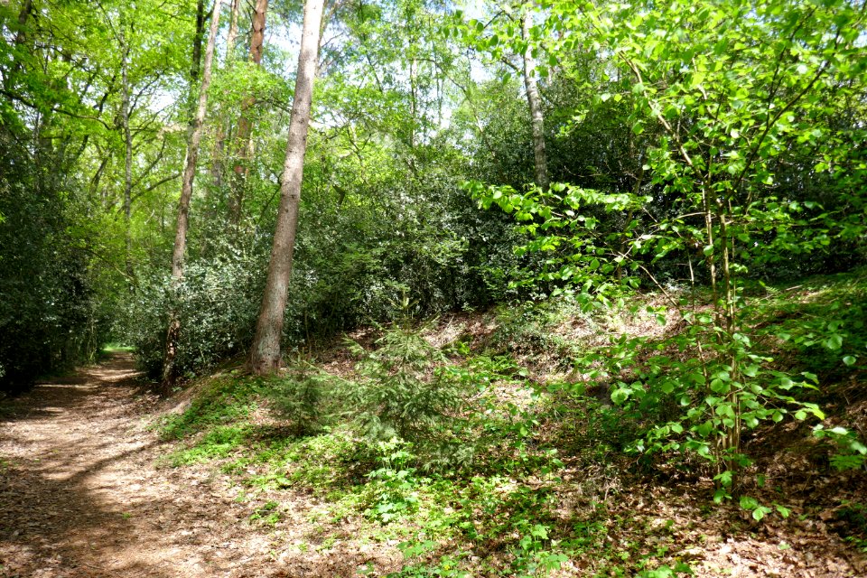 Hövelhof - Hasendorfdüne - 7