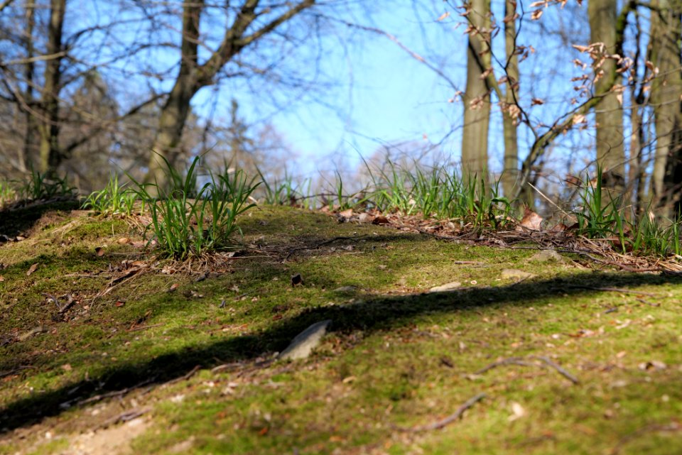 Hünerbergwiesen Oberursel 2020-03-25 27