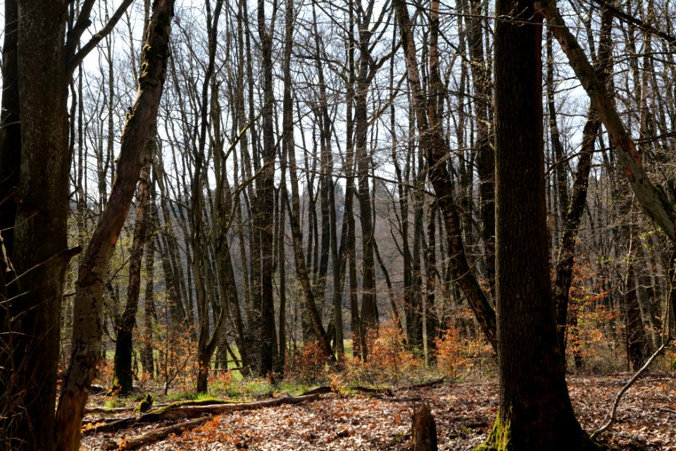 Hünerbergwiesen Oberursel 2020-03-25 23