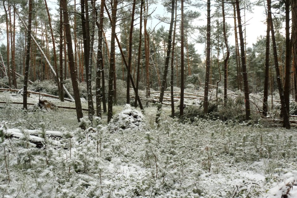 Hövelhof - Moosheide, Sturmschäden - 11
