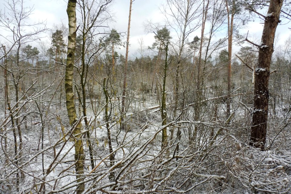 Hövelhof - Moosheide, Sturmschäden - 13