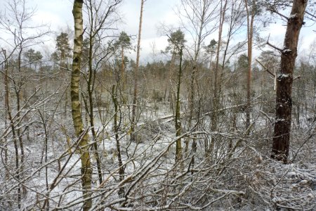 Hövelhof - Moosheide, Sturmschäden - 13