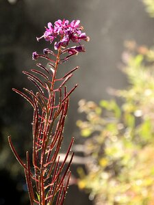 Bloom morgentau nature