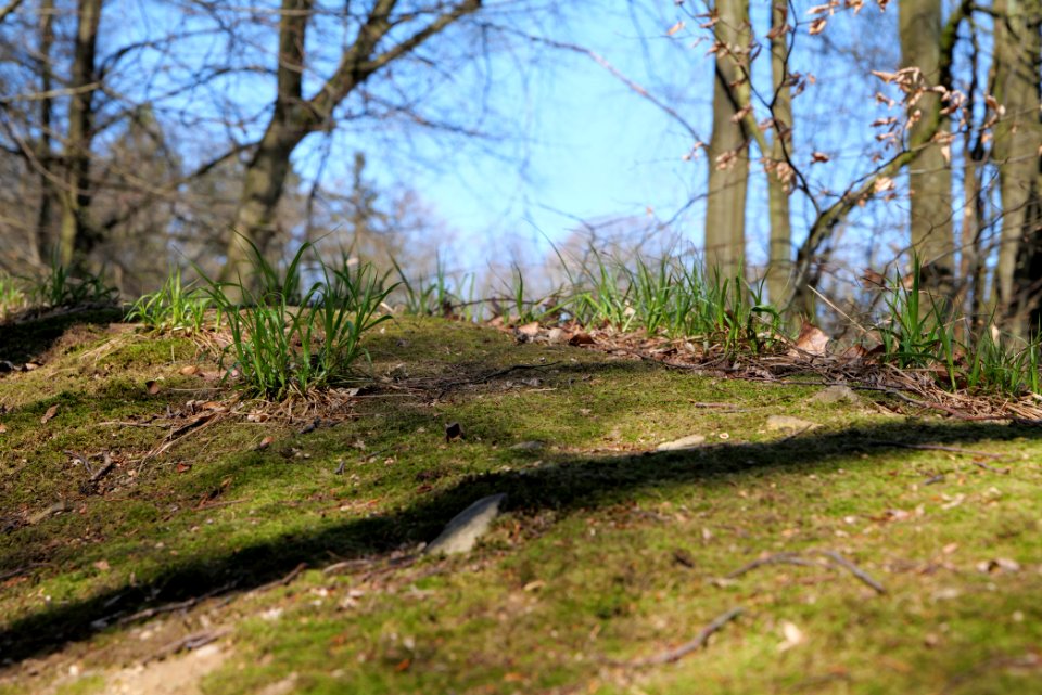 Hünerbergwiesen Oberursel 2020-03-25 26