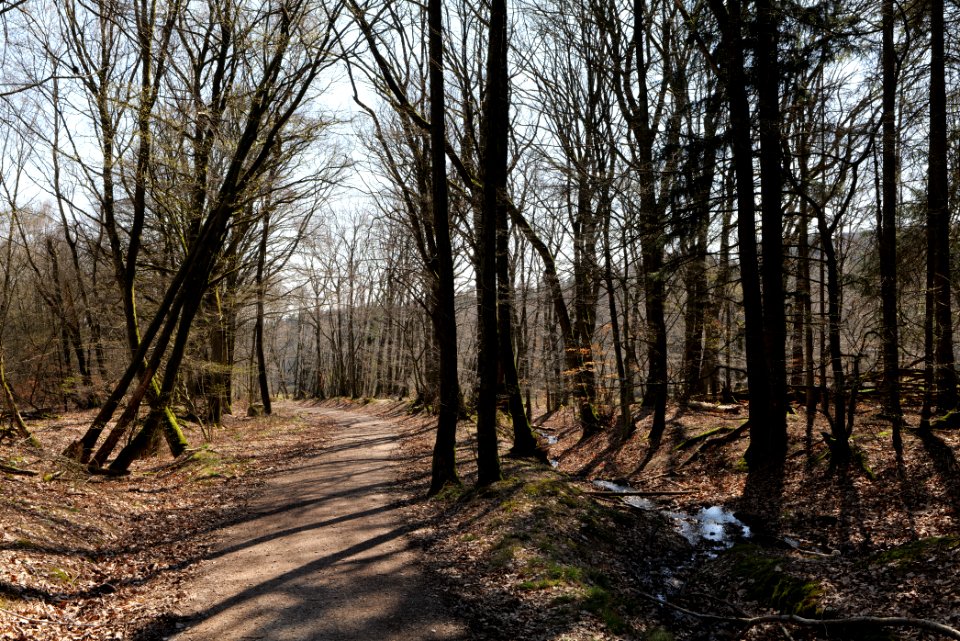 Hünerbergwiesen Oberursel 2020-03-25 21