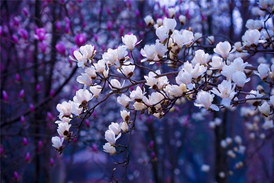 Flower sunshine bright