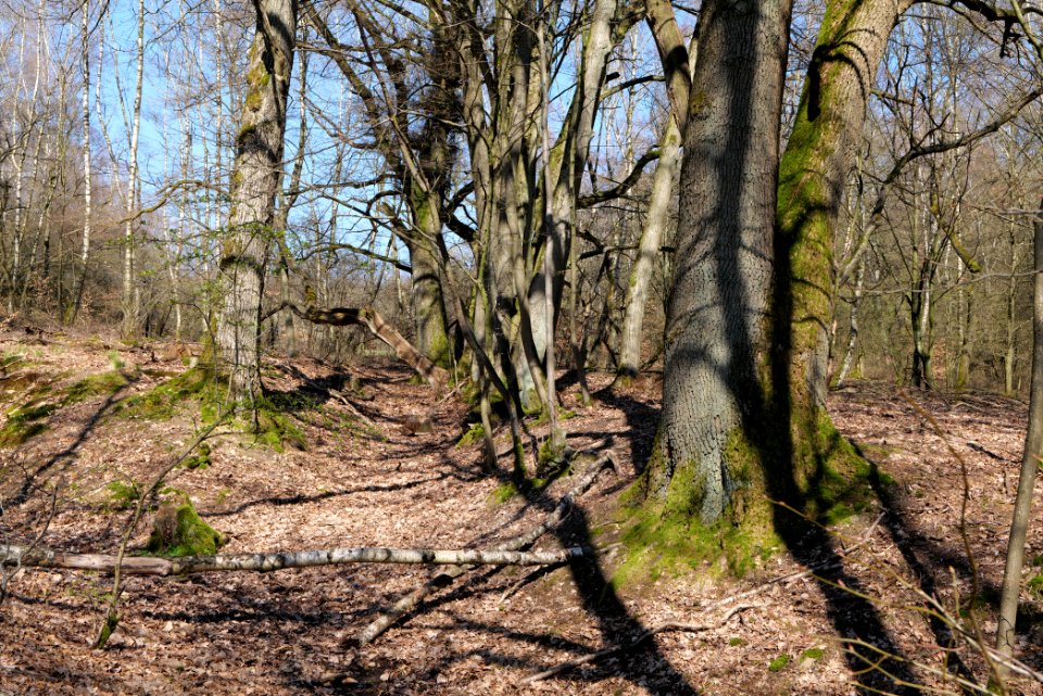 Hünerbergwiesen Oberursel 2020-03-25 18